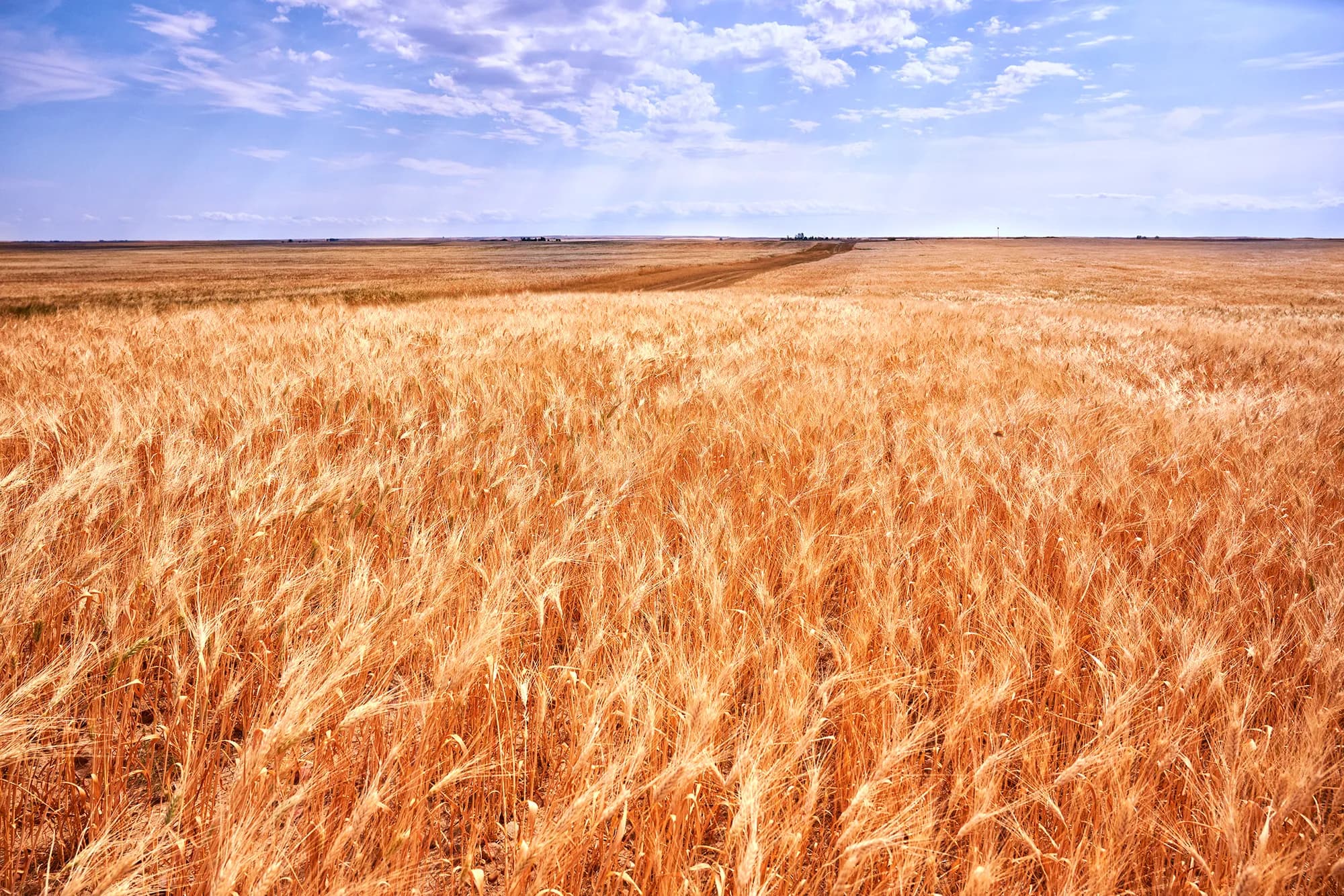 KAMUT® Brand Wheat growing in the field